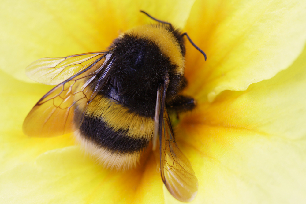 fuji-finepix-s5800-super-macro-bumble-bee-on-my-finger-march-2nd-2011